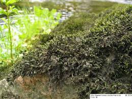 Attēlu rezultāti vaicājumam “Schistidium robustum”