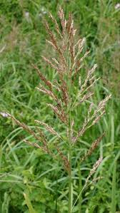 Attēlu rezultāti vaicājumam “Glyceria maxima”