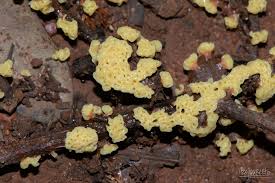 Attēlu rezultāti vaicājumam “Fuligo gyrosa spores”