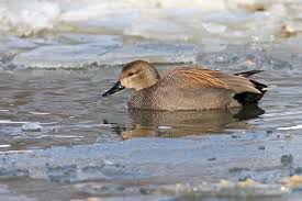 Attēlu rezultāti vaicājumam “Anas strepera female”