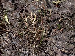 Attēlu rezultāti vaicājumam “Myosurus minimus”