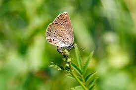 Attēlu rezultāti vaicājumam “Maculinea teleius”