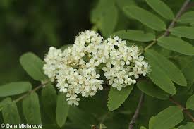 Attēlu rezultāti vaicājumam “Sorbus aucuparia flower”
