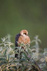 Attēlu rezultāti vaicājumam “Falco vespertinus adult”