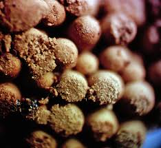 Attēlu rezultāti vaicājumam “Arcyria imperialis”