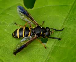 Attēlu rezultāti vaicājumam “Temnostoma vespiforme”