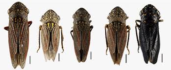 Attēlu rezultāti vaicājumam “Oncopsis sp.”