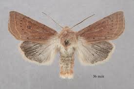 Attēlu rezultāti vaicājumam “Orthosia gracilis”