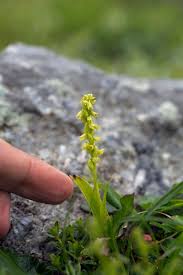 Attēlu rezultāti vaicājumam “Herminium monorchis flower”