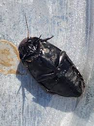 Attēlu rezultāti vaicājumam “Colymbetes paykulli”