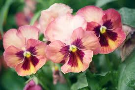 Image result for Viola wittrockiana