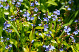 Attēlu rezultāti vaicājumam “Veronica beccabunga flower”