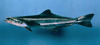 Image result for Rachycentron canadum