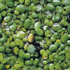 Attēlu rezultāti vaicājumam “Lemna gibba”