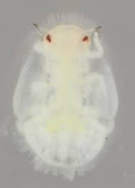 Attēlu rezultāti vaicājumam “Trioza dispar”