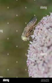 Attēlu rezultāti vaicājumam “Atylotus sp.”