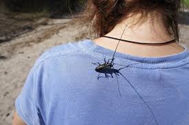 Attēlu rezultāti vaicājumam “Monochamus urussovi”