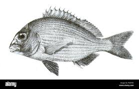 Image result for Rhabdosargus holubi