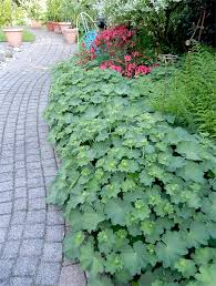 Image result for Frauenmantel