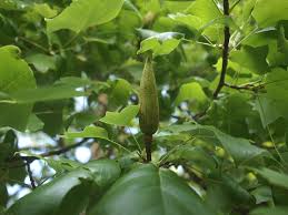 Attēlu rezultāti vaicājumam “Liriodendron tulipifera fruit”