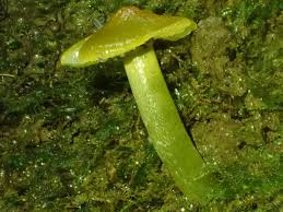 Attēlu rezultāti vaicājumam “Syntrichia virescens”