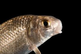 Image result for Carpiodes cyprinus