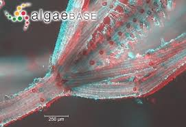 Attēlu rezultāti vaicājumam “Chara aspera”