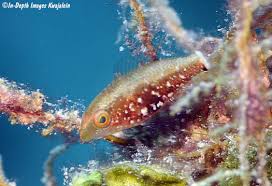 Image result for Scarus niger