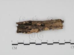 Attēlu rezultāti vaicājumam “Corticium roseum”