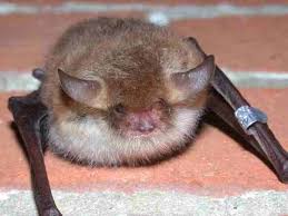 Attēlu rezultāti vaicājumam “Myotis nattereri”