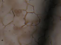 Attēlu rezultāti vaicājumam “Stemonitis axifera var. smithii macro”