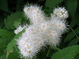Attēlu rezultāti vaicājumam “Sorbaria sorbifolia flower”