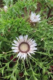 Image result for Silberdistel