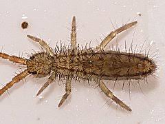 Attēlu rezultāti vaicājumam “Orchesella sp.”