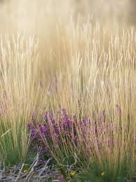 Attēlu rezultāti vaicājumam “Molinia caerulea fruit”