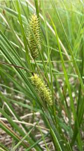 Attēlu rezultāti vaicājumam “Carex rostrata”