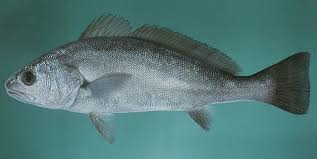 Image result for Argyrosomus coronus