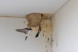 Attēlu rezultāti vaicājumam “Delichon urbicum nest”