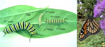 Image result for monarch caterpillar