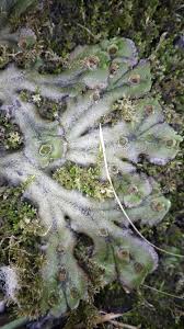 Attēlu rezultāti vaicājumam “Marchantia polymorpha”