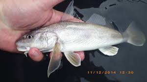 Image result for Menticirrhus littoralis