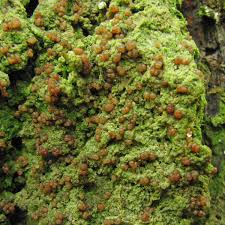 Attēlu rezultāti vaicājumam “Biatora sphaeroides”