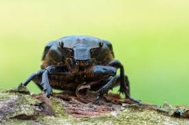 Attēlu rezultāti vaicājumam “Osmoderma barnabita imago”