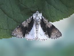 Attēlu rezultāti vaicājumam “Acronicta alni”