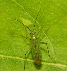 Attēlu rezultāti vaicājumam “Blepharidopterus angulatus imago”