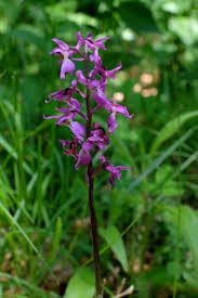 Attēlu rezultāti vaicājumam “Orchis mascula flower”