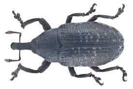 Attēlu rezultāti vaicājumam “Larinus sp.”