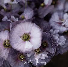 Attēlu rezultāti vaicājumam “Papaver rhoeas”