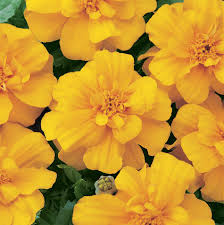 Attēlu rezultāti vaicājumam “Tagetes flower”