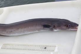 Image result for Conger conger